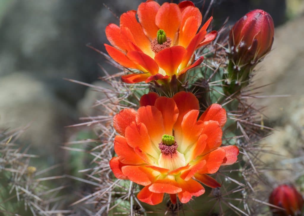 red flowers