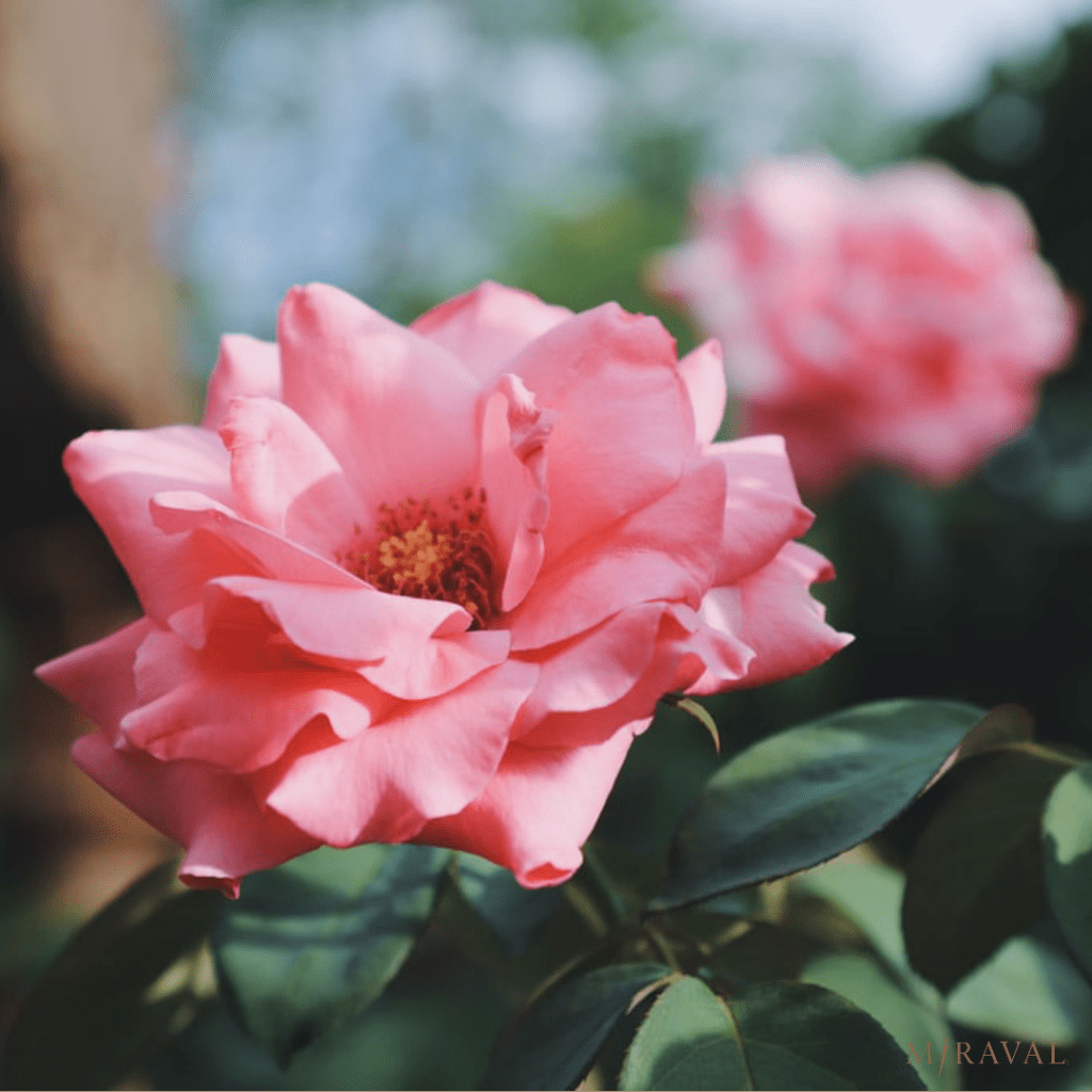 pink flowers