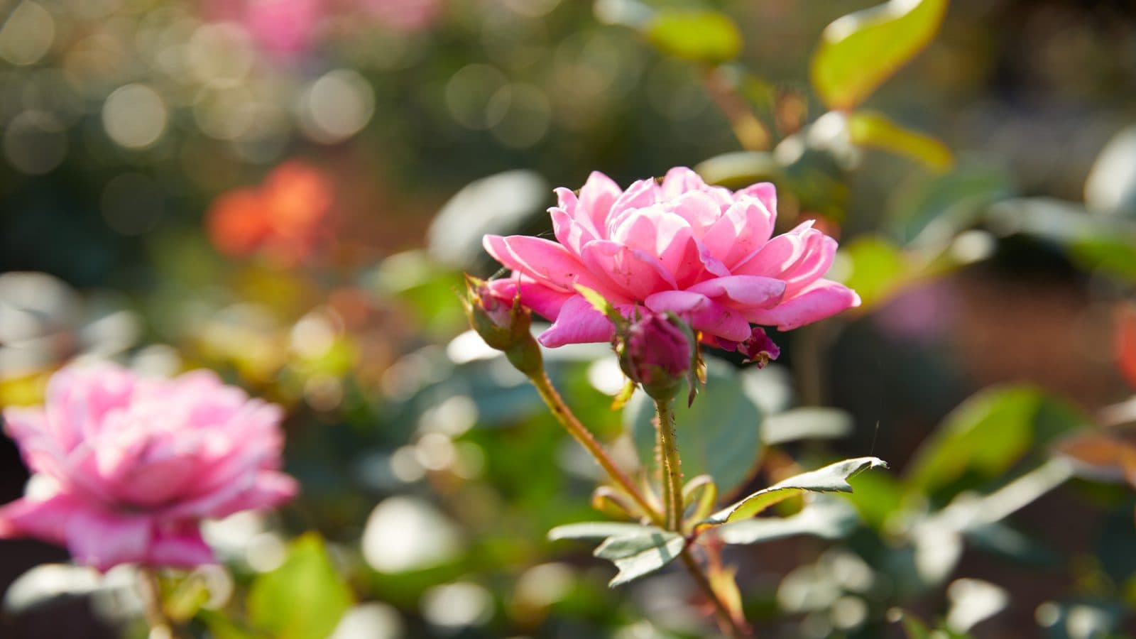 pink flowers