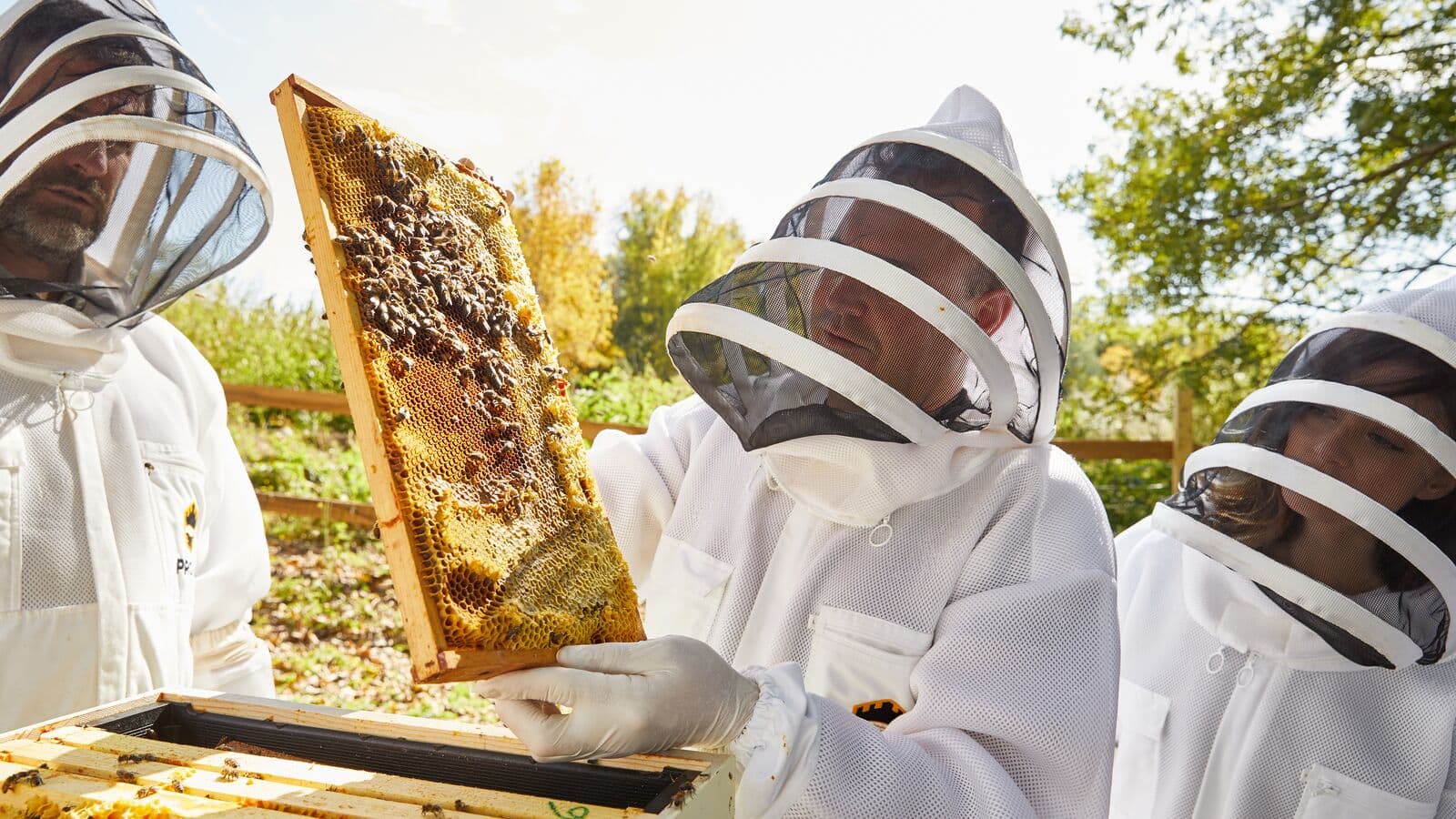 person holding a brood frames from a beehive