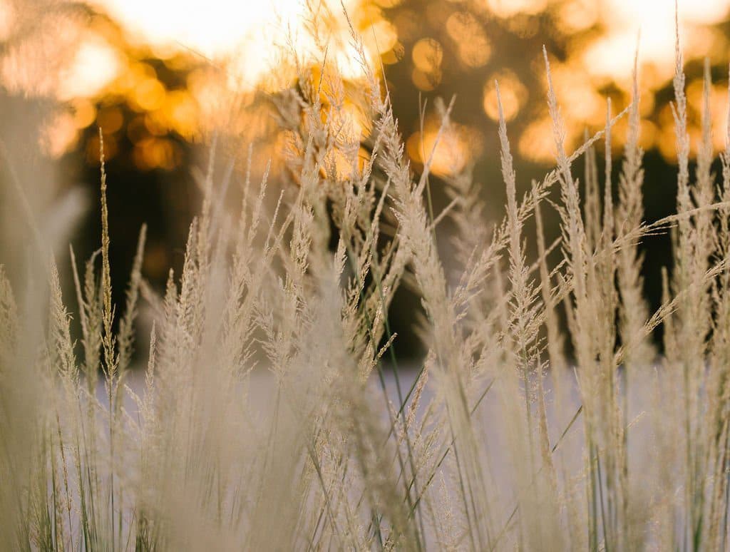 wheat stems