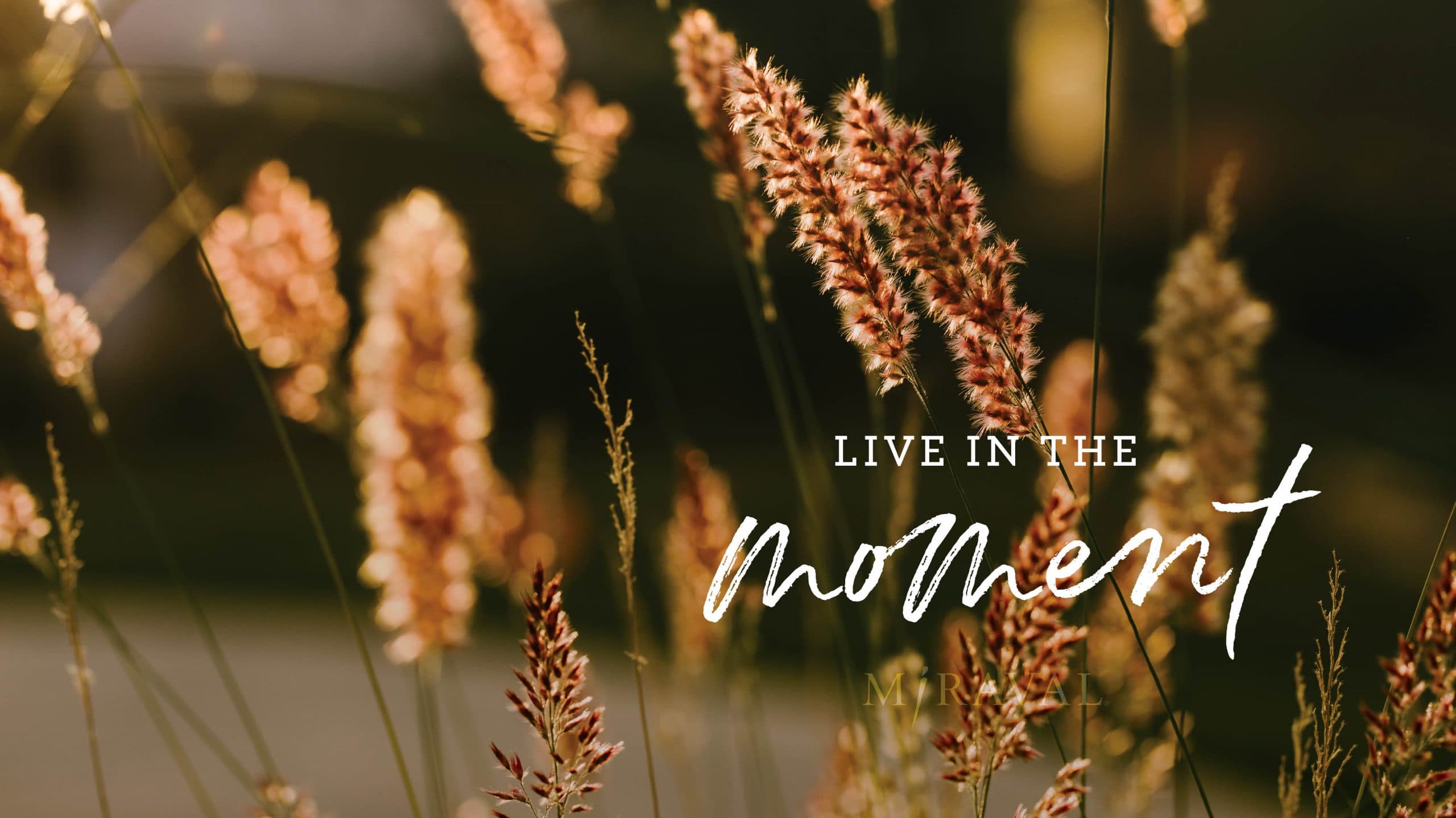 live in the moment text with wheat background