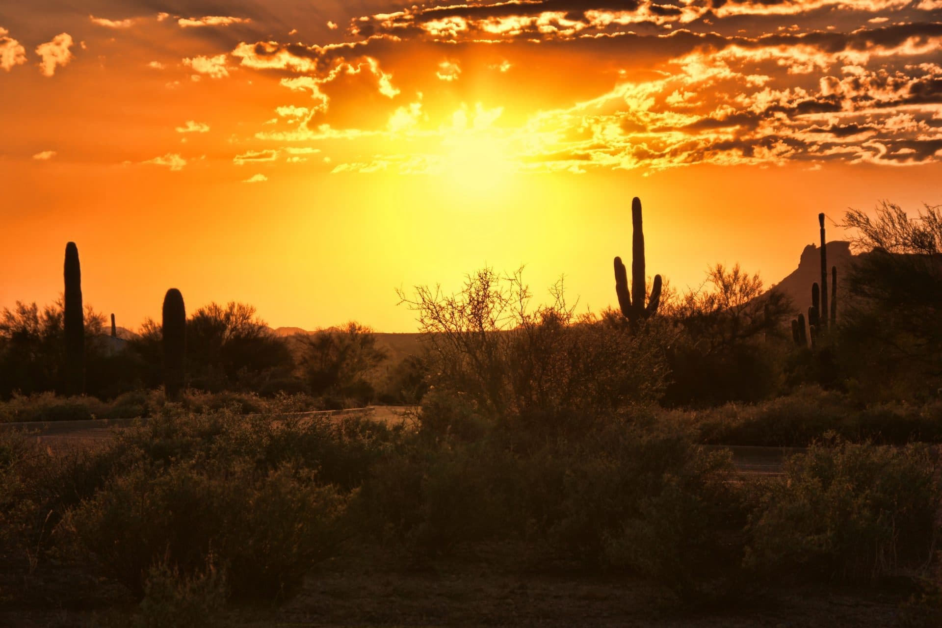 sun set with cactus