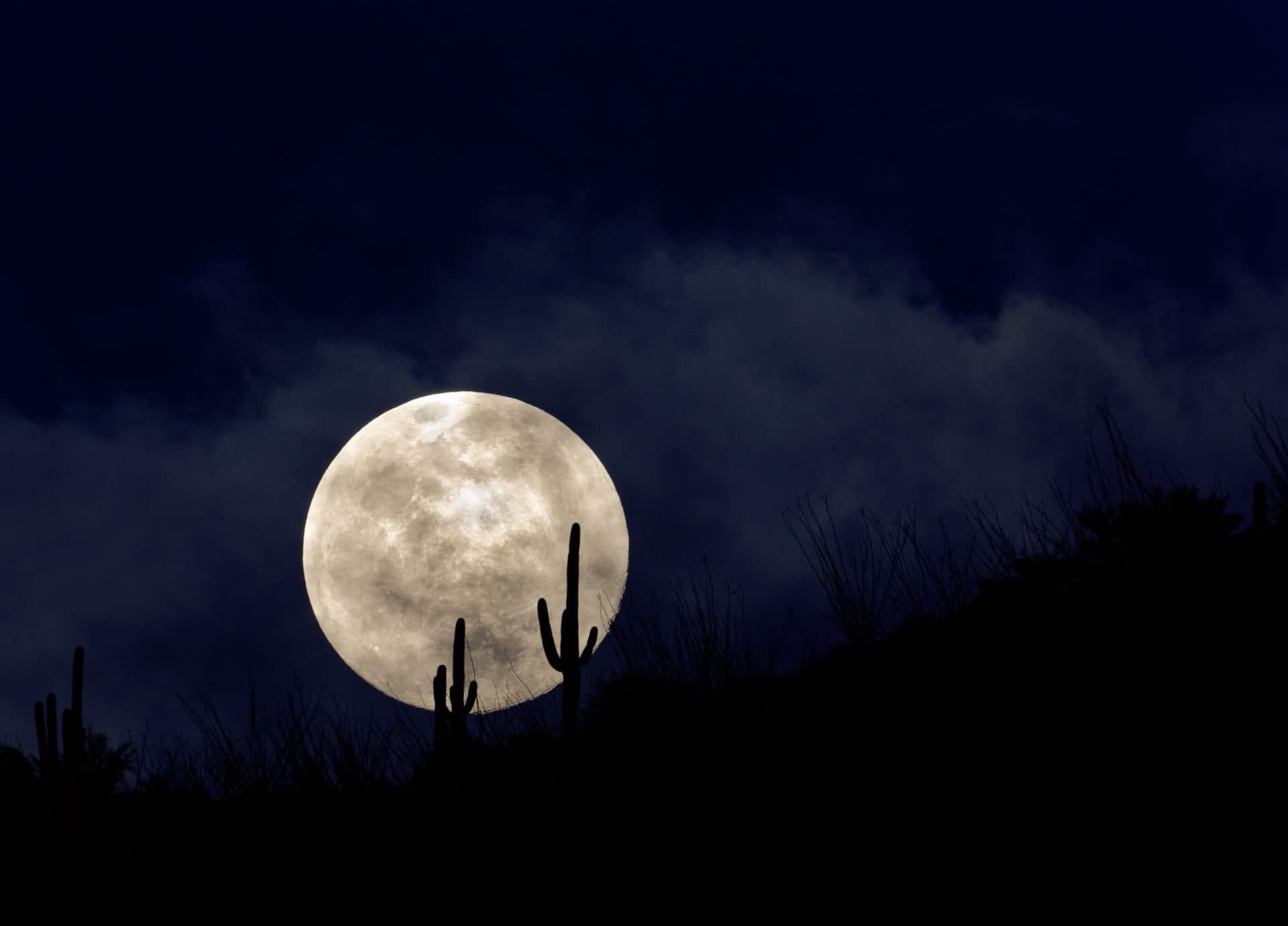 Two cactus in front of full moon at night