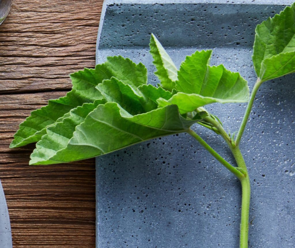 Globemallow green leaf on plate